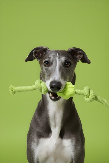 WHISPET Playful Charm Knot Rope Toy - Green Paw
